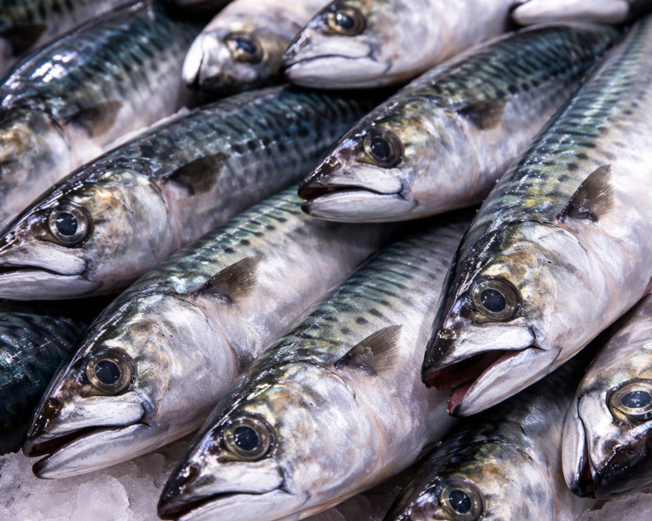 Mackerel Licenses