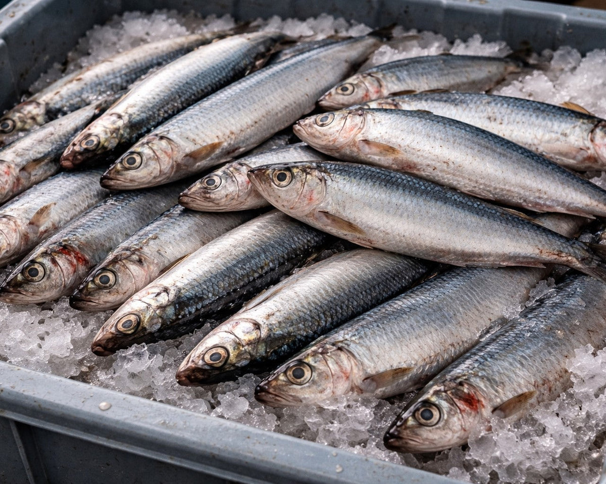 Fresh fish on ice in a container