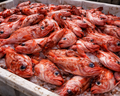 Tray of red fish on ice