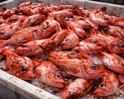 Tray of red fish on ice