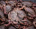 Rock Crab License - File # 143