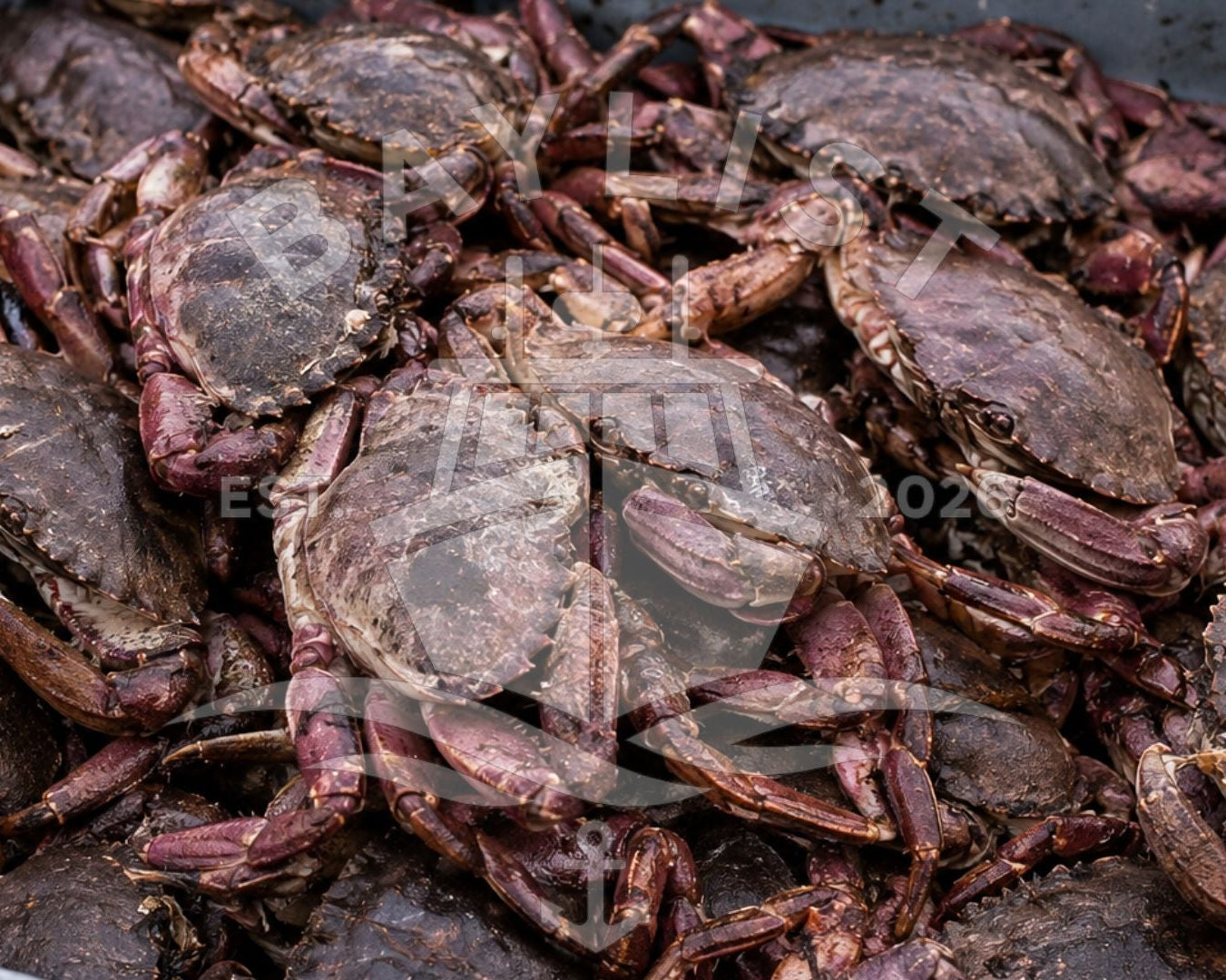 Rock Crab License - File # 143