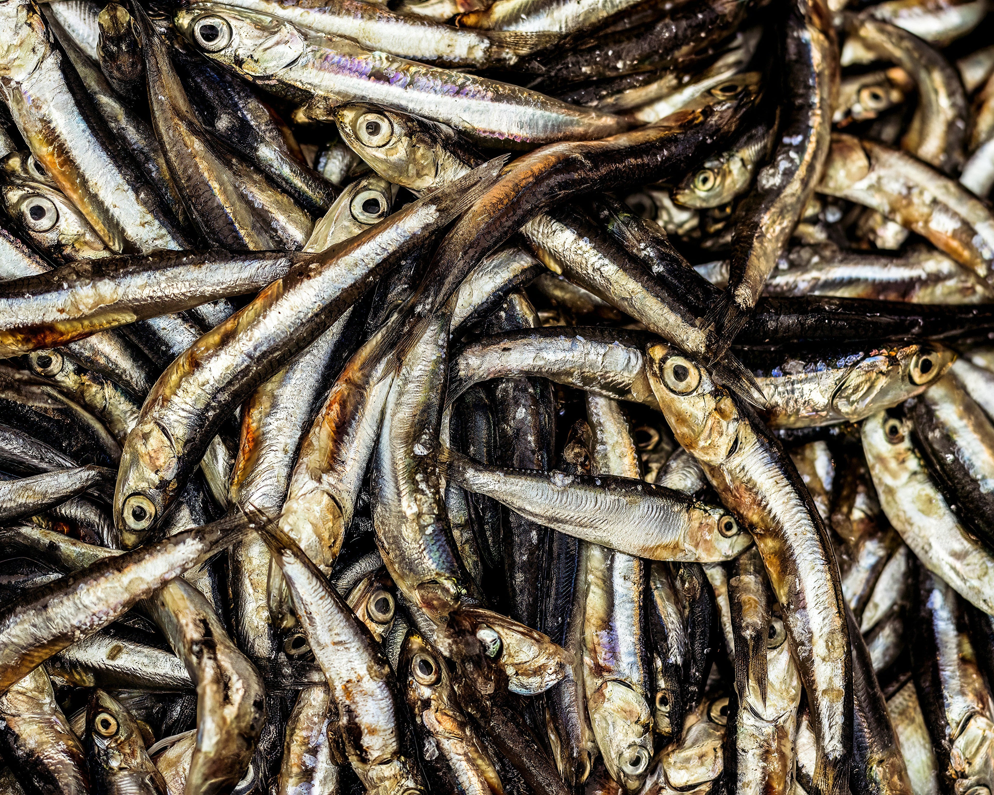Large group of small fish, likely anchovies, with a close-up view.