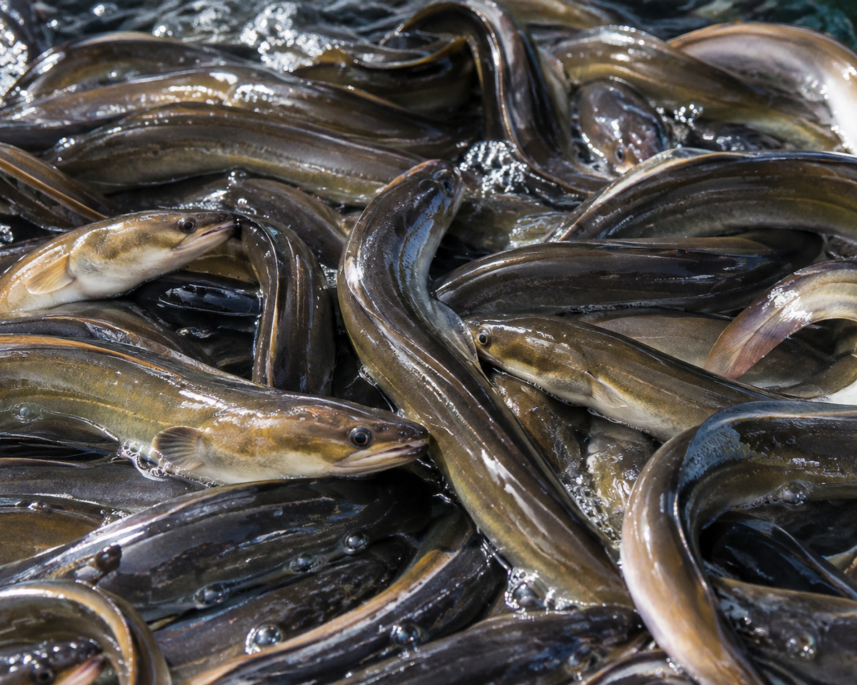 eels