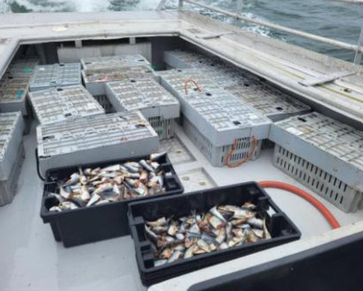 A screenshot of a product photo showing black crates filled with fish on a boat deck, with a large white interface overlay containing download and edit icons.